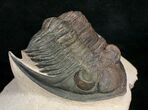 Zlichovaspis Trilobite - Foum Zguid #10525-1